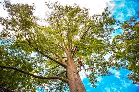 Best Lawn Maintenance Plans  in Desnso, CA