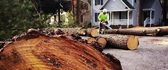 Best Tree Health Inspection  in Desnso, CA