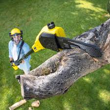  Desnso, CA Tree Care Pros