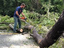 Best Tree Mulching  in Desnso, CA
