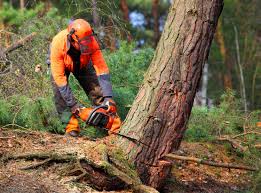Best Tree Trimming and Pruning  in Desnso, CA