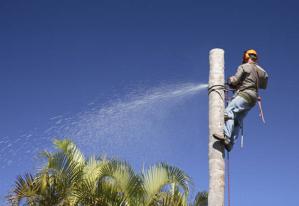 Best Lawn Irrigation Installation and Maintenance  in Desnso, CA