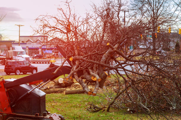 Best Leaf Removal  in Desnso, CA
