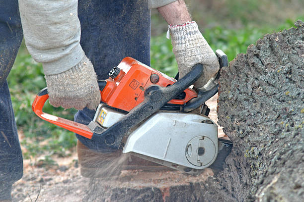 Best Arborist Consultation Services  in Desnso, CA