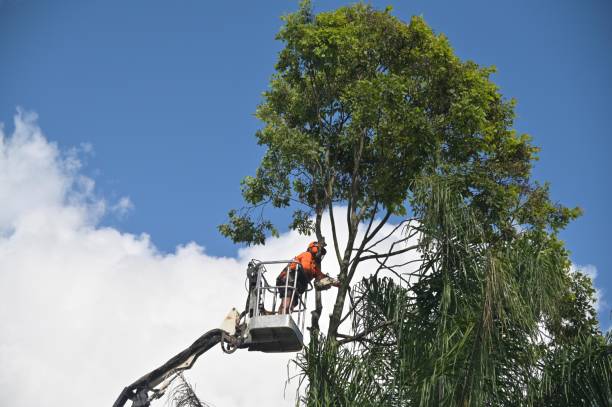 Best Hedge Trimming  in Desnso, CA