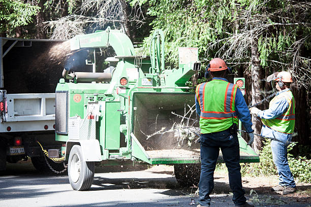 Best Tree Maintenance Programs  in Desnso, CA