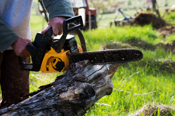 Best Firewood Processing and Delivery  in Desnso, CA