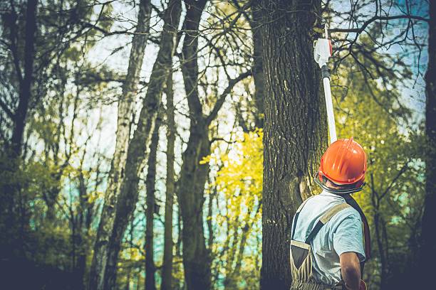 Trusted Descanso, CA Tree Care Experts