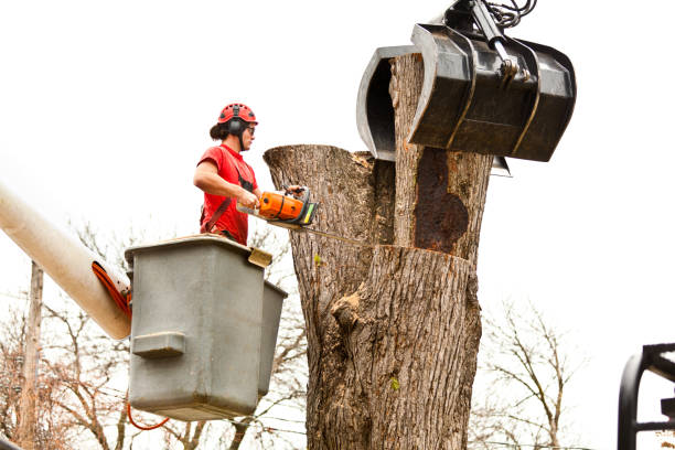 Best Tree Disease Treatment  in Desnso, CA