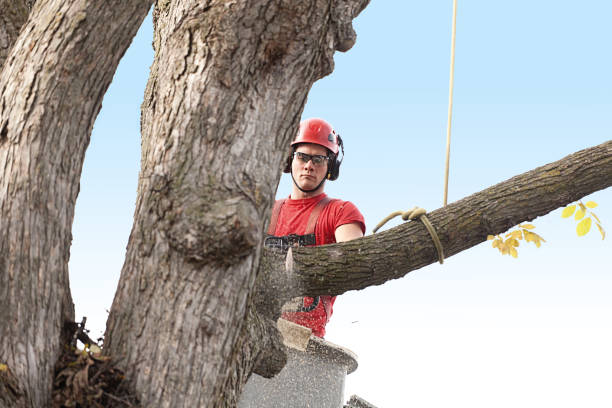 How Our Tree Care Process Works  in  Descanso, CA