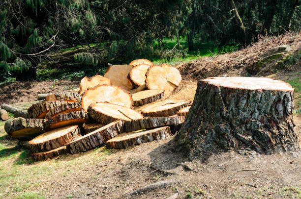 Best Aeration Services  in Desnso, CA